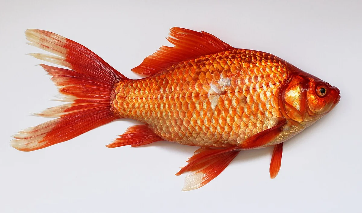 Peces