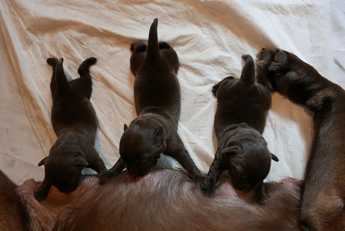 Perros